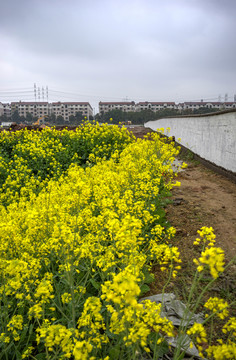 金华志和路油菜花农田