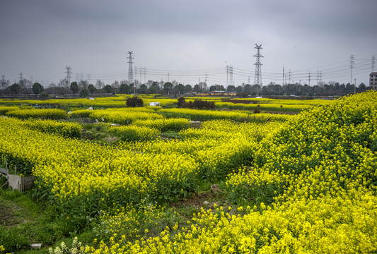 金华志和路油菜花