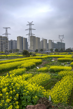 金华志和路油菜花