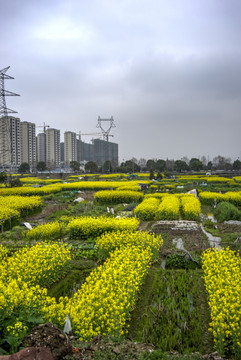 金华志和路油菜花