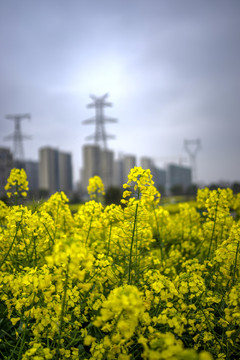 金华志和路油菜花