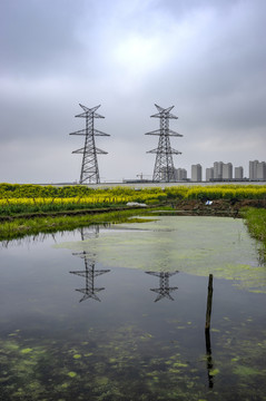 金华志和路油菜花水塘