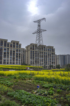 金华志和路湖海城市花园油菜花