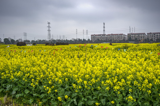 金华志和路油菜花