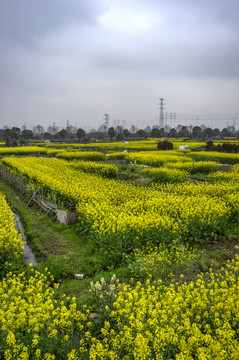 金华志和路油菜花