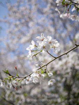 白色早樱花