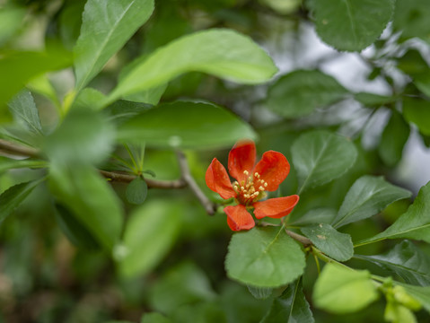 红色海棠花