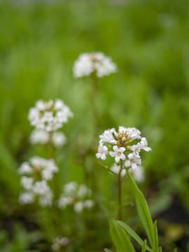 泽珍珠菜