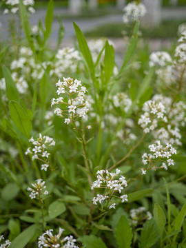 泽珍珠菜