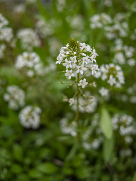 泽珍珠菜