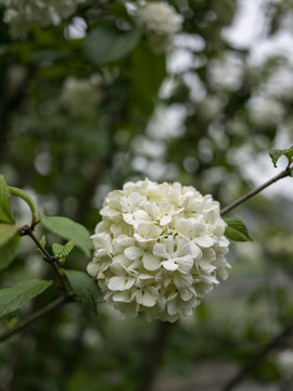 白色木绣球花
