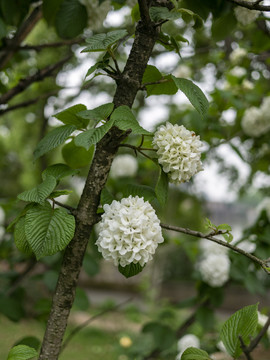 白色木绣球花