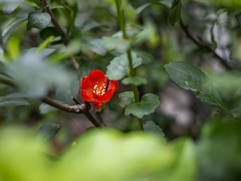 红色海棠花