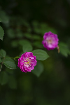 粉色蔷薇花