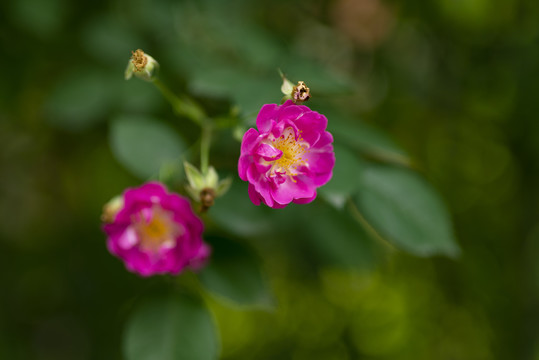 玫红色蔷薇花