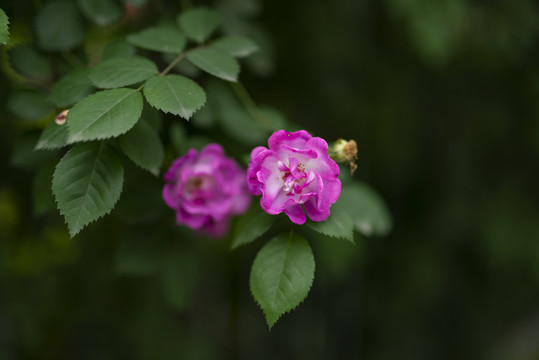 玫红色蔷薇花