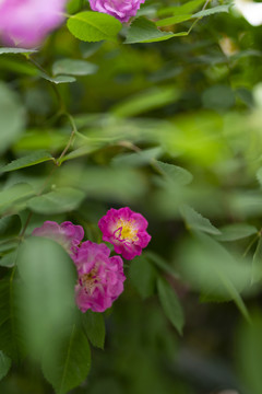 玫红色蔷薇花