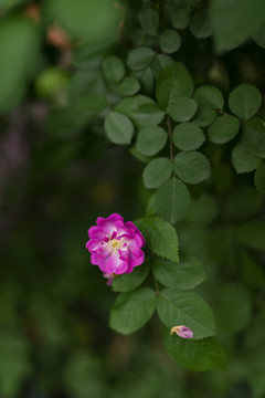 玫红色蔷薇花