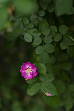 粉色蔷薇花