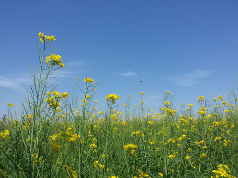 门源油菜花