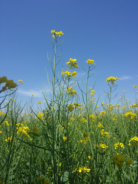 门源油菜花