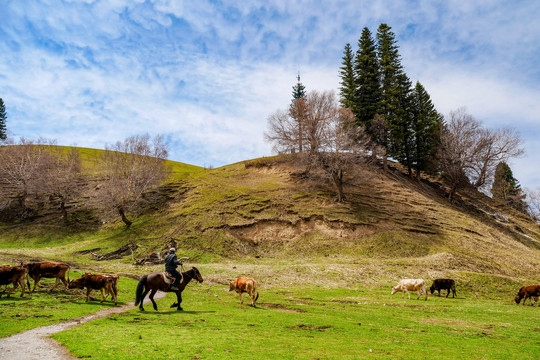 伊犁哈萨克牧羊人