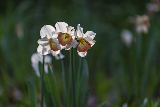 逆光拍摄水仙花