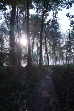 清晨的树林