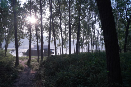 清晨的树林