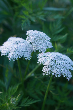 野胡萝卜花