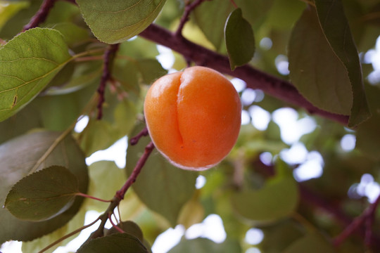 枝头的杏