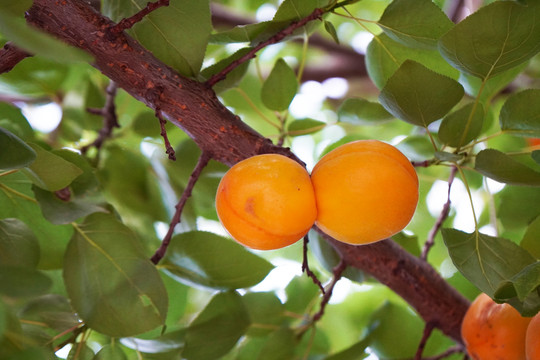长在树上的杏子