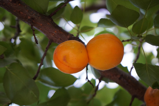 长在树上的杏子