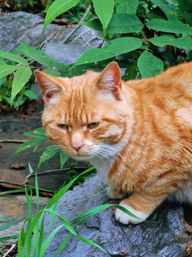 花猫小猫特写