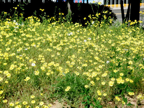 小雏菊