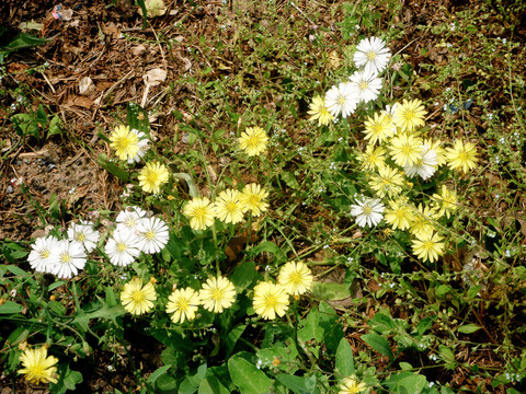 小雏菊