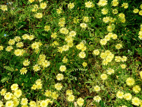 苦荬菜