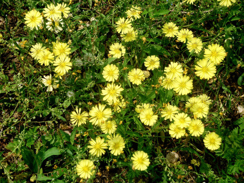 苦荬菜