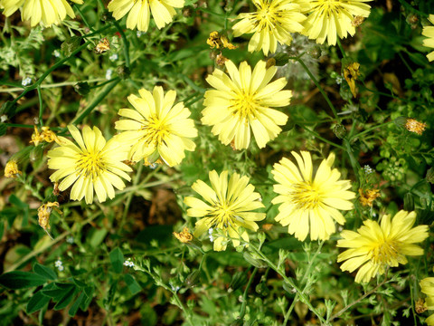 苦荬菜
