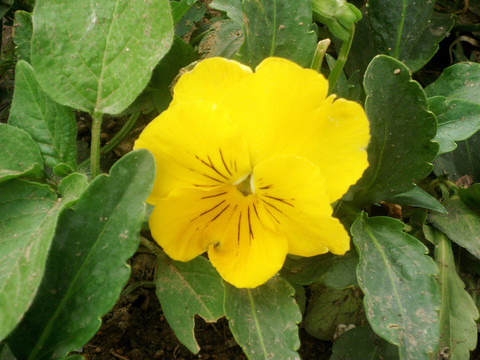 蝴蝶花