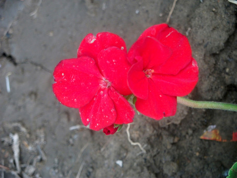 长春花