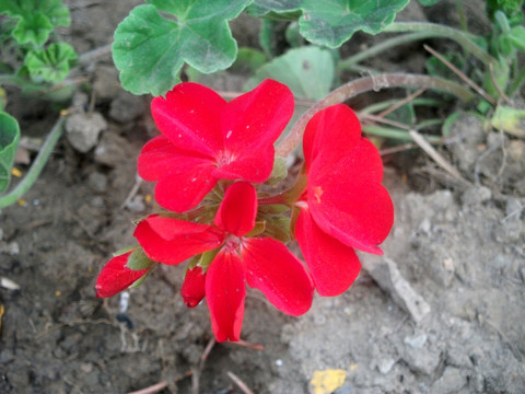 长春花
