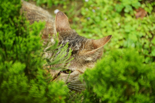 一只猫