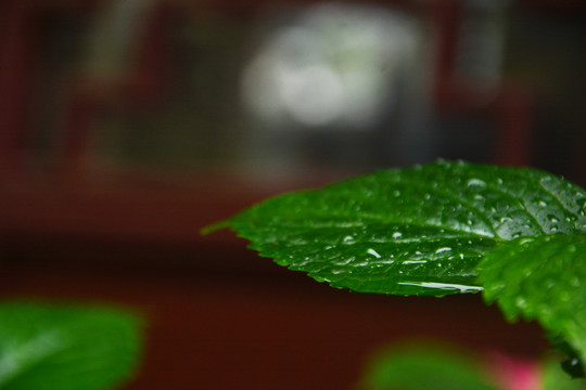 雨水中的绿叶