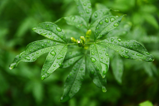 雨水中的叶子