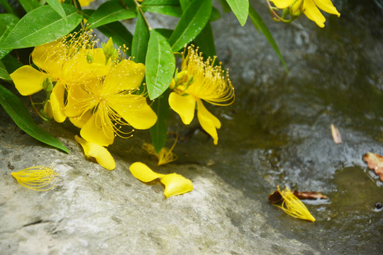 金丝桃花