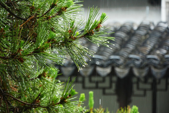 雨中松树