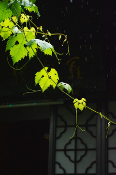雨中葡萄藤
