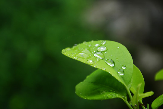 雨水中的绿叶