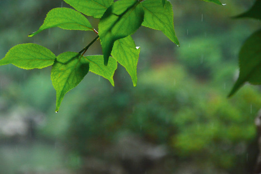 雨中唯美枝叶